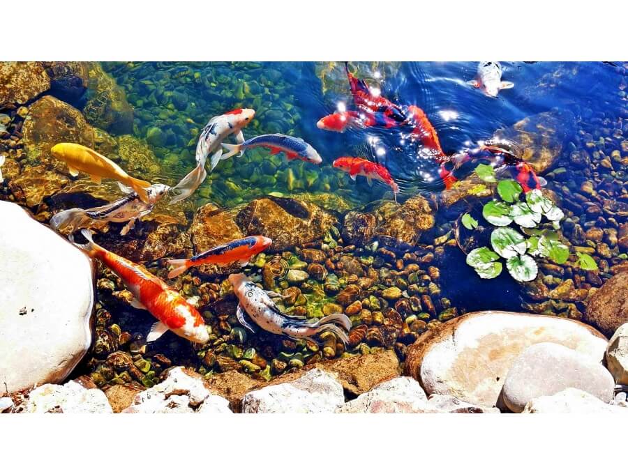 Aquacalix Peyzaj Biyolojik gölet havuz kurulumları, tasarımsal behçe düzenlemeleri, Yapay Şelale tasarım ve kurulumları, Süs havuzu yapımı ve kurulumu konus