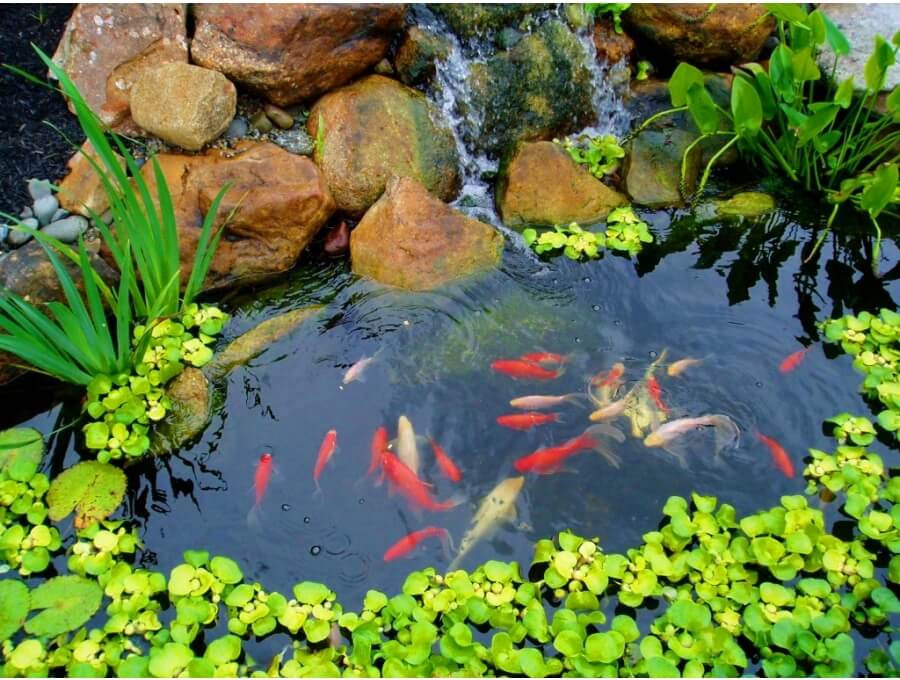 Aquacalix Peyzaj Biyolojik gölet havuz kurulumları, tasarımsal behçe düzenlemeleri, Yapay Şelale tasarım ve kurulumları, Süs havuzu yapımı ve kurulumu konus