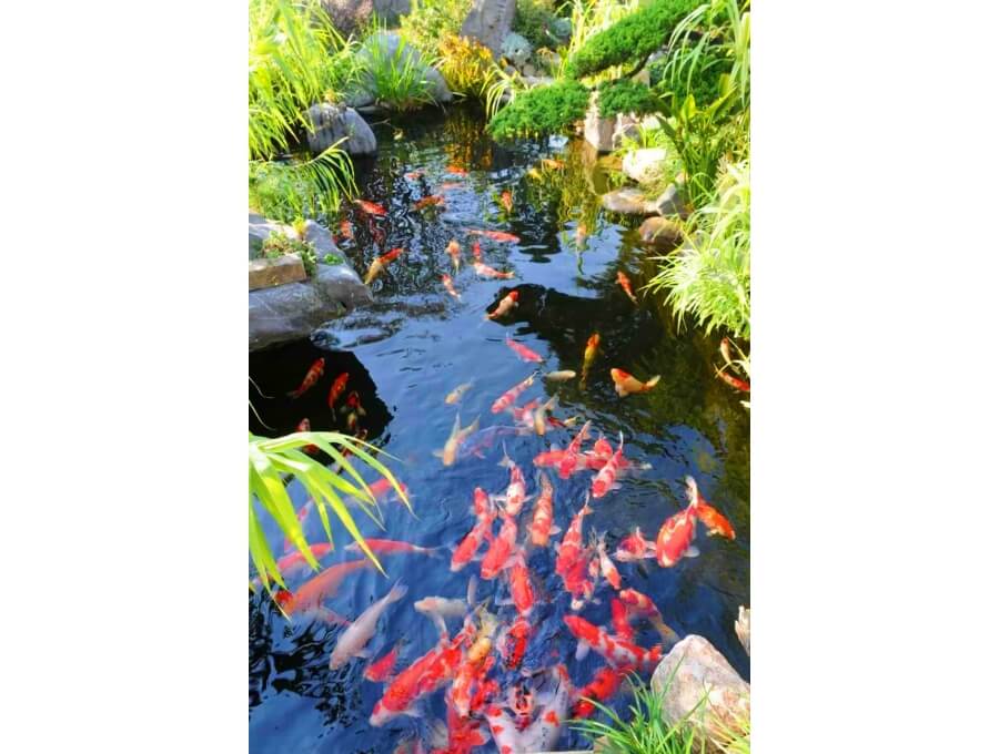 Aquacalix Peyzaj Biyolojik gölet havuz kurulumları, tasarımsal behçe düzenlemeleri, Yapay Şelale tasarım ve kurulumları, Süs havuzu yapımı ve kurulumu konus