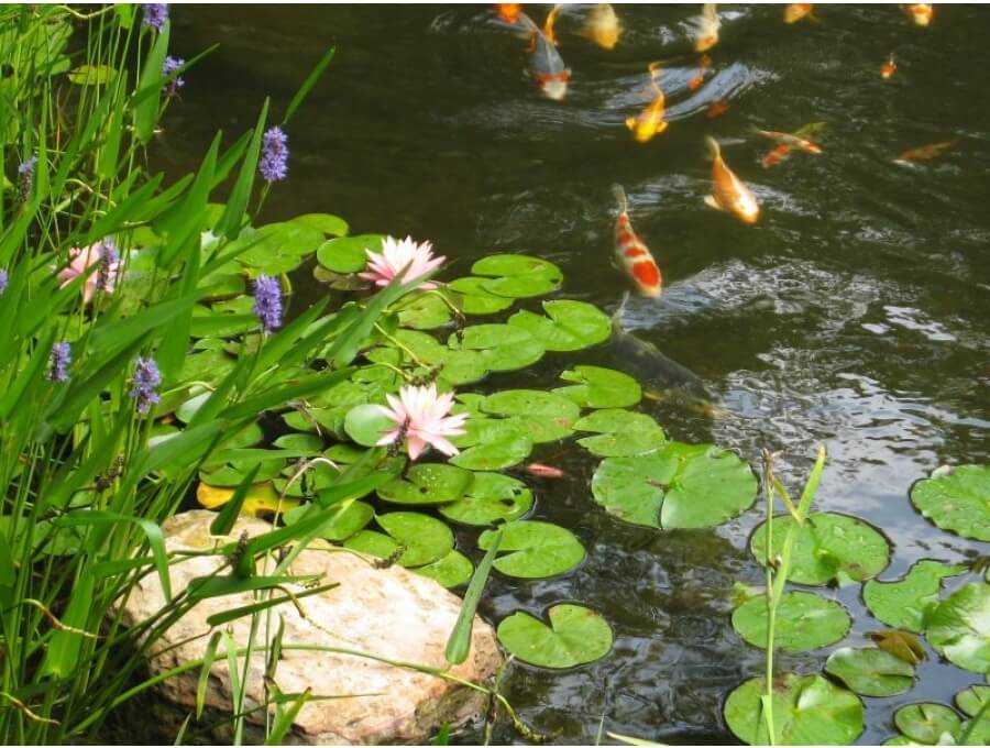 Aquacalix Peyzaj Biyolojik gölet havuz kurulumları, tasarımsal behçe düzenlemeleri, Yapay Şelale tasarım ve kurulumları, Süs havuzu yapımı ve kurulumu konus