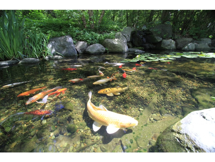 Aquacalix Peyzaj Biyolojik gölet havuz kurulumları, tasarımsal behçe düzenlemeleri, Yapay Şelale tasarım ve kurulumları, Süs havuzu yapımı ve kurulumu konus