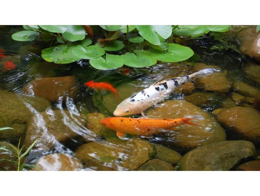 Aquacalix Peyzaj Biyolojik gölet havuz kurulumları, tasarımsal behçe düzenlemeleri, Yapay Şelale tasarım ve kurulumları, Süs havuzu yapımı ve kurulumu konus