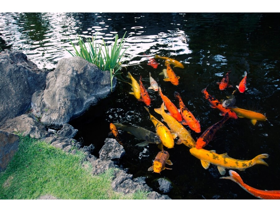 Aquacalix Peyzaj Biyolojik gölet havuz kurulumları, tasarımsal behçe düzenlemeleri, Yapay Şelale tasarım ve kurulumları, Süs havuzu yapımı ve kurulumu konus