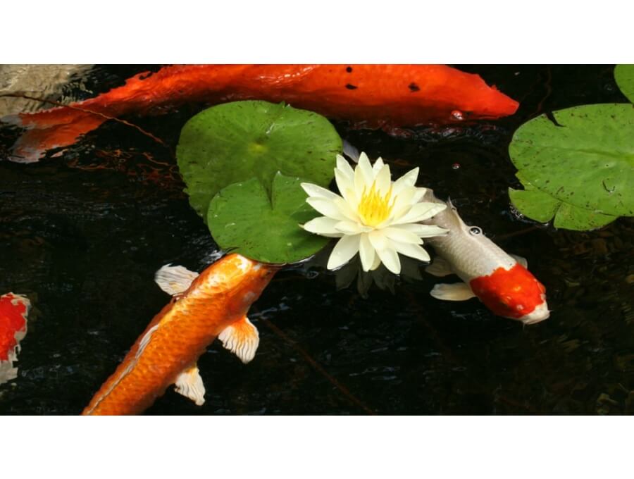 Aquacalix Peyzaj Biyolojik gölet havuz kurulumları, tasarımsal behçe düzenlemeleri, Yapay Şelale tasarım ve kurulumları, Süs havuzu yapımı ve kurulumu konus