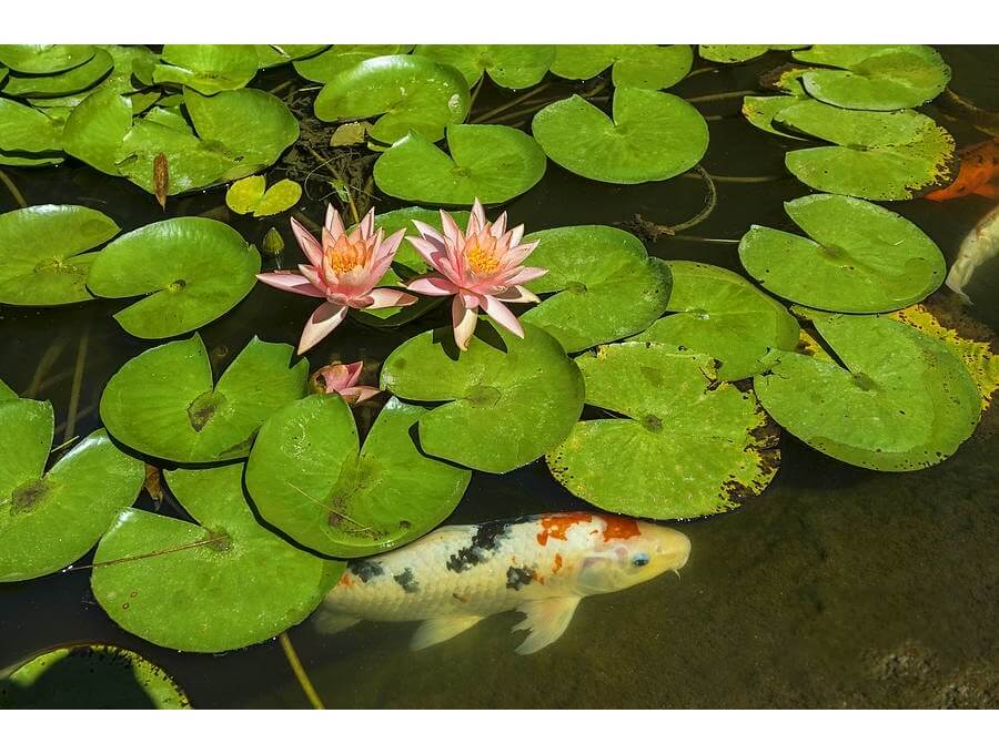 Aquacalix Peyzaj Biyolojik gölet havuz kurulumları, tasarımsal behçe düzenlemeleri, Yapay Şelale tasarım ve kurulumları, Süs havuzu yapımı ve kurulumu konus